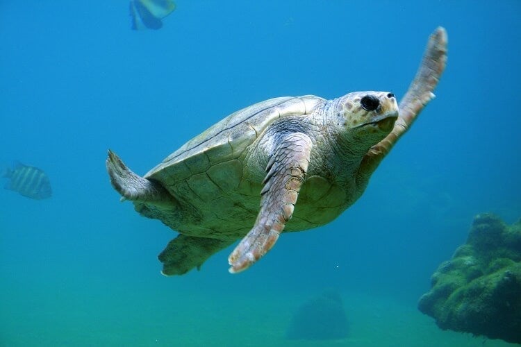 Turtle swimming in the ocean